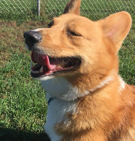 Dog1