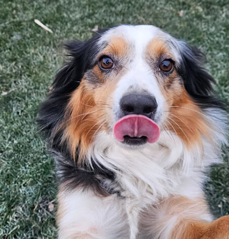 Dog4