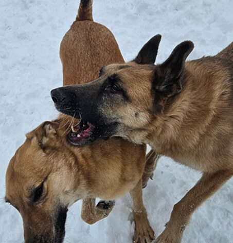 dog2