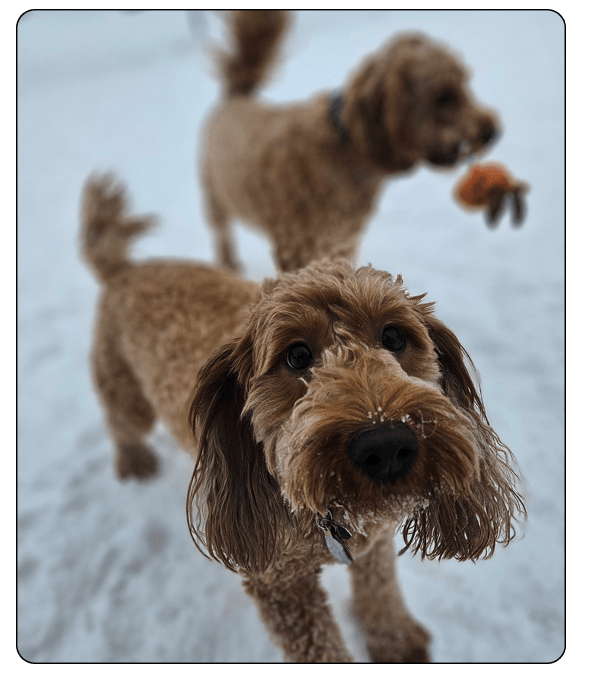 pampered paws Elements_services3