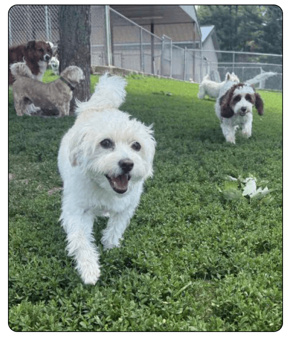 pampered paws Elements_services4